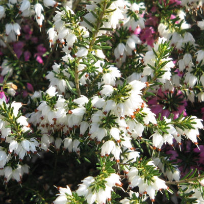 Erica x darleyensis alba